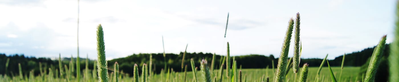 7 Tipps bei Allergien