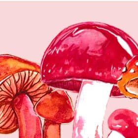 Les champignons rouges sont-ils tous toxiques ?