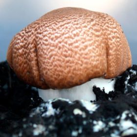 Les Bêta Glucanes : des Régulateurs Immunitaires des champignons Médicinaux