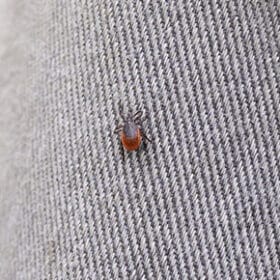 Une étude sur la maladie de Lyme et les champignons médicinaux