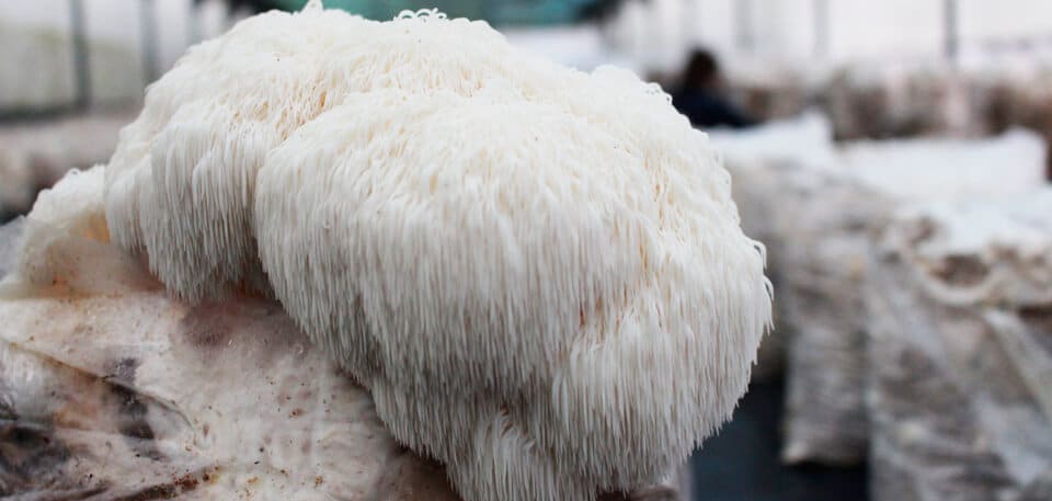 Research proves that mushrooms could prevent cognitive impairment