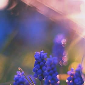 Allergies de printemps : choisir les meilleurs compléments naturels ?