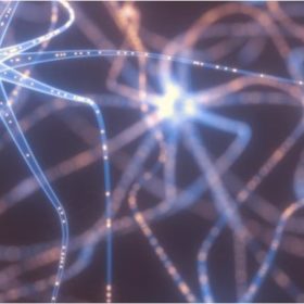 Hericium erinaceus, une clé de la mémoire et de la neurogenèse