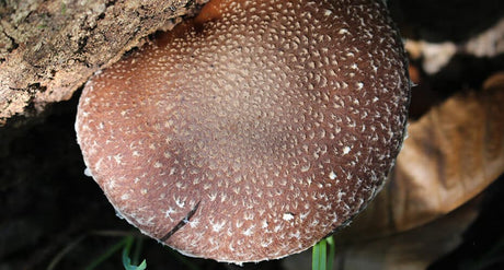 Lentinano, il beta-glucano più studiato del fungo Shiitake