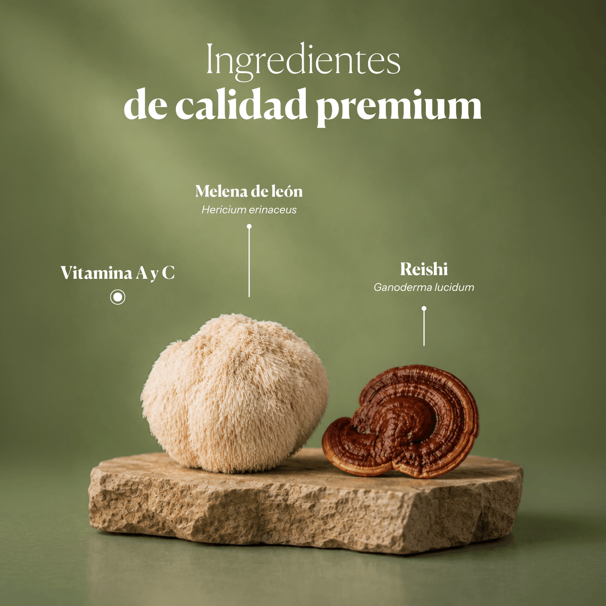 Composición e ingredientes de Dr. GB (Gut & Brain) | Hifas da Terra