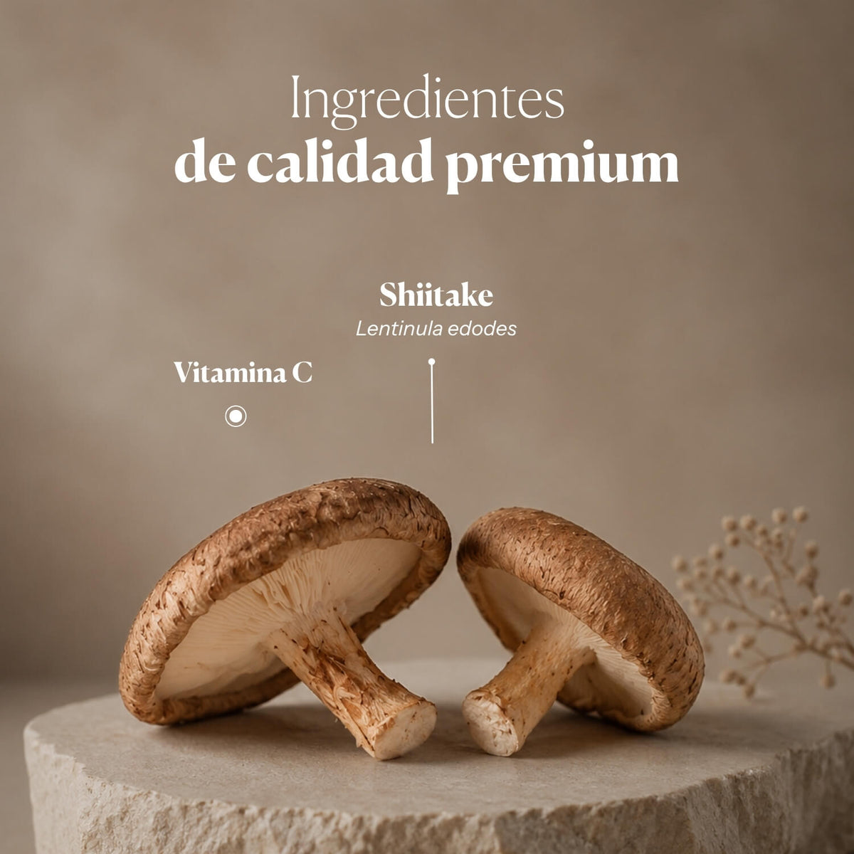 Composition and ingredients of HIFAS-Lentinan | Hifas da Terra