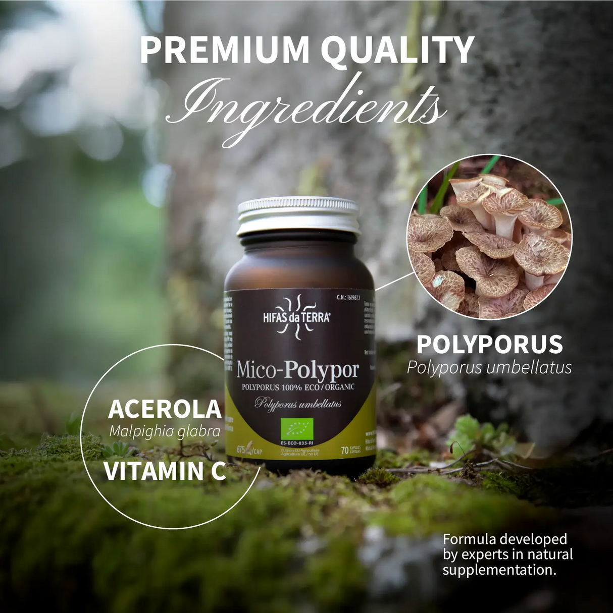 Mico Polypor (Polyporus extract) capsules