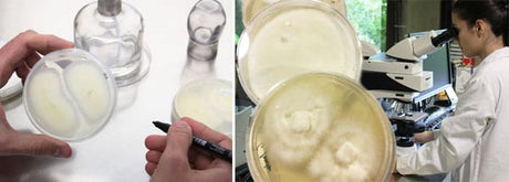 Investigadores de HdT identifican tres nuevas cepas de hongos medicinales en Galicia