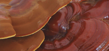 Reishi Ganoderma lucidum textura