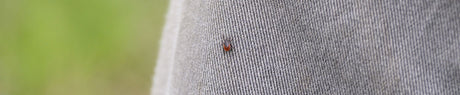 Qué necesitas saber sobre las picaduras de garrapata y la enfermedad de Lyme