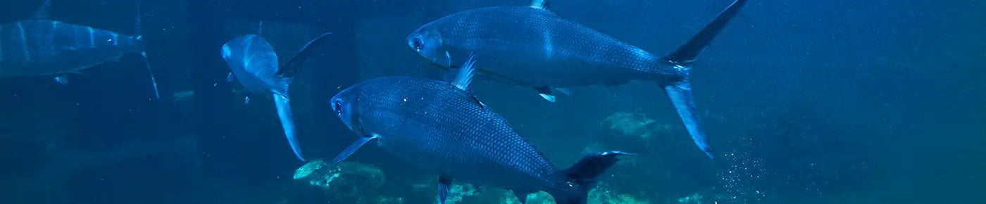 header mercurio pescados