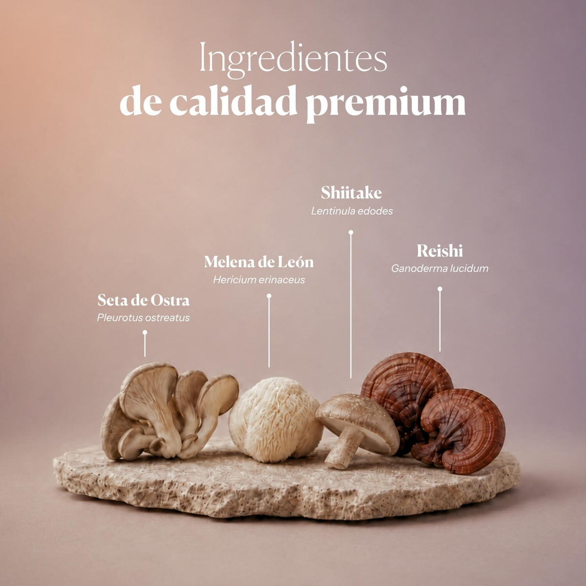 Composición e ingredientes de Hifas-Microbiota | Hifas da Terra