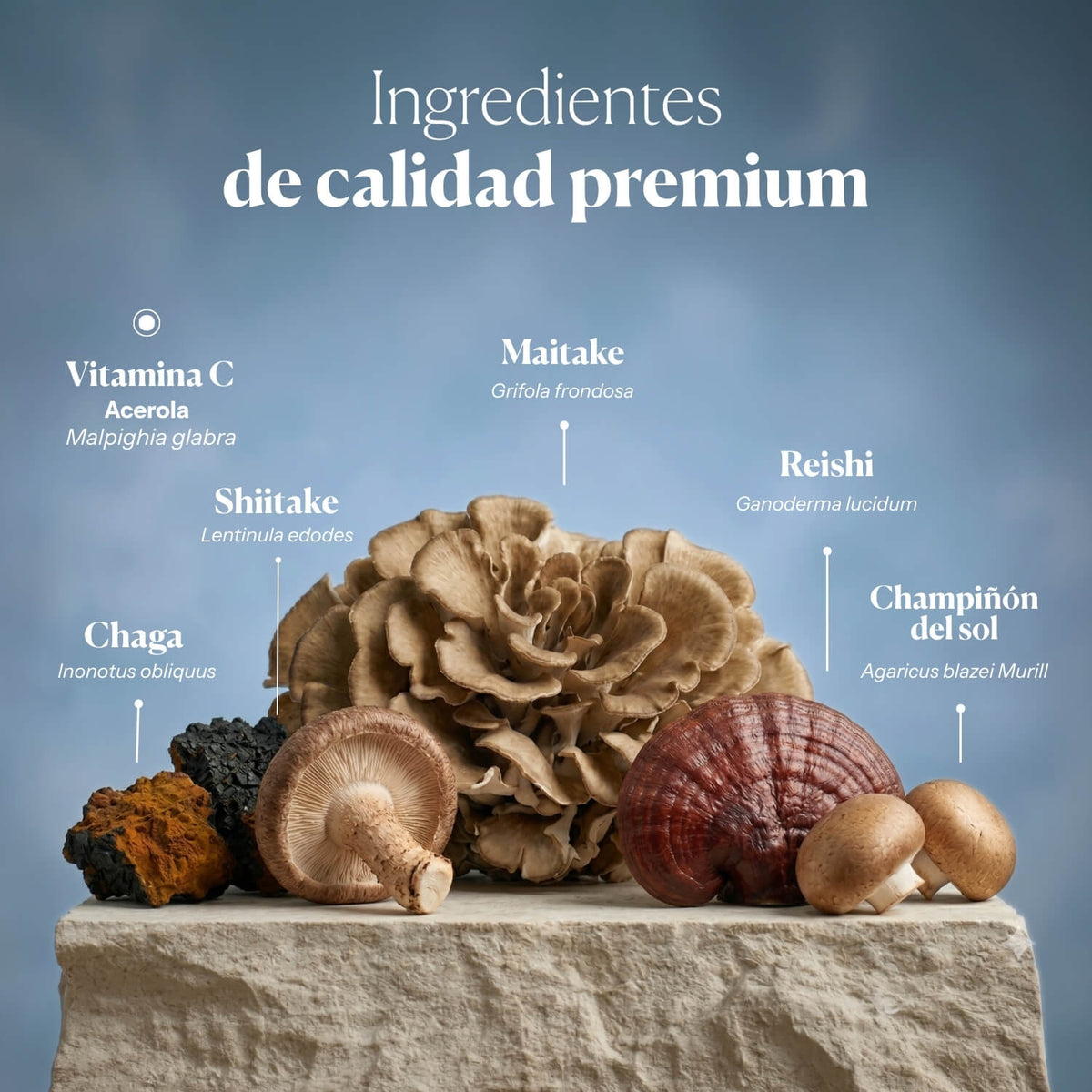 Mico Five (Chaga, Reishi, Maitake, Shiitake, Sun mushroom) Capsules