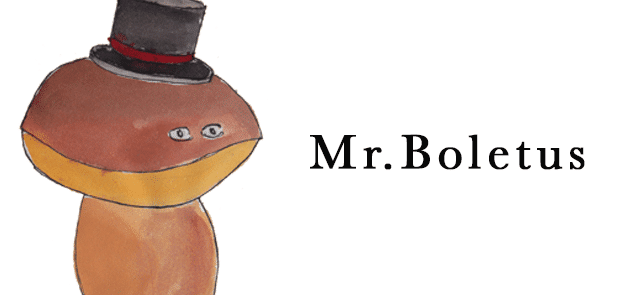 Mr Boletus illustration