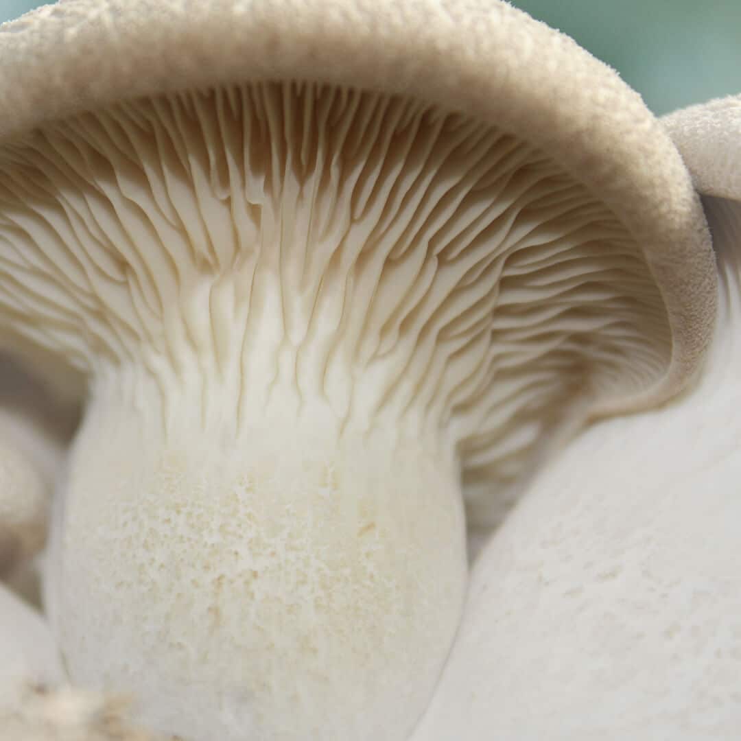 eryngii mushroom