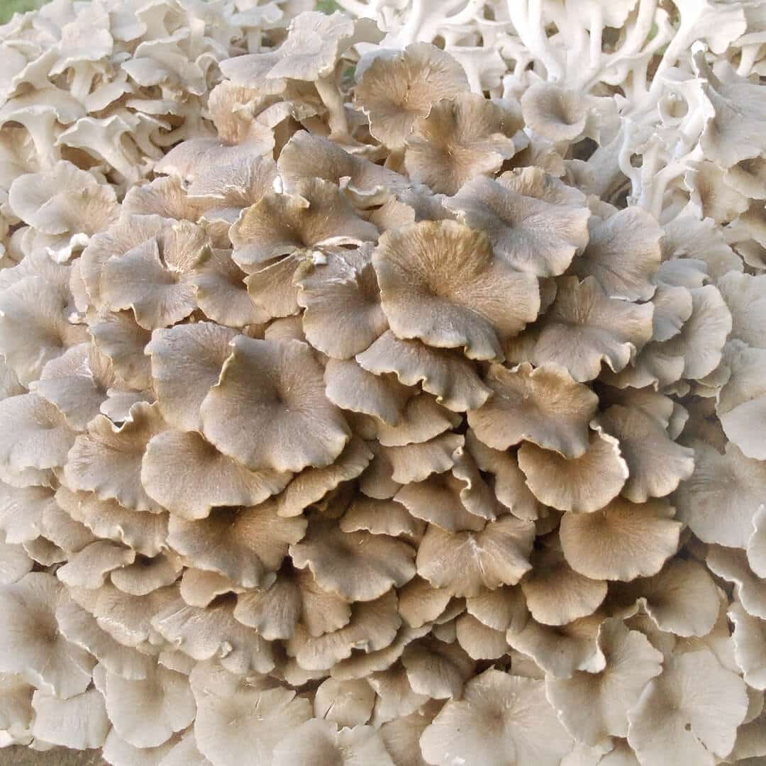 Polyporus Mushroom