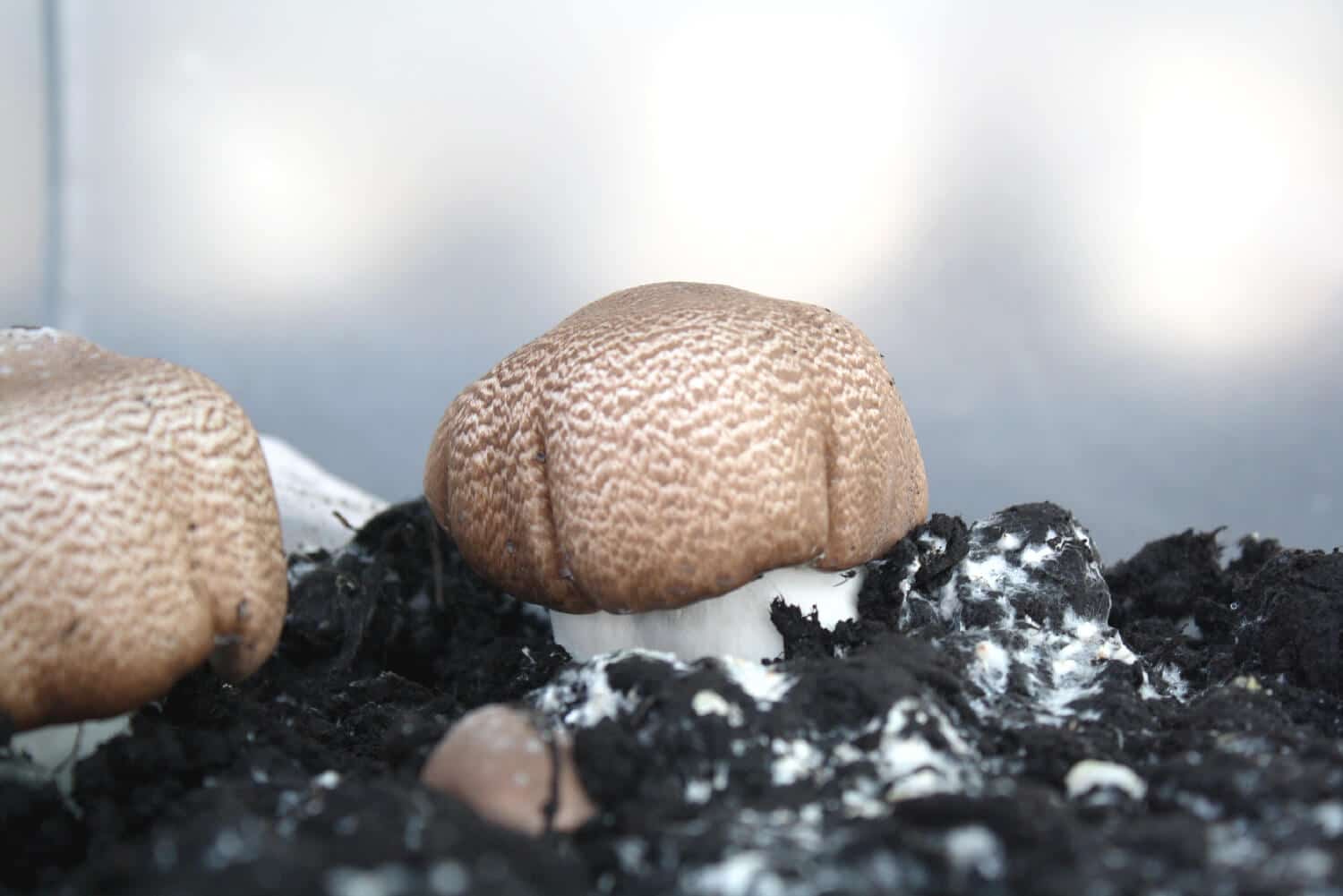 Agaricus blazei Murill Sun Mushroom