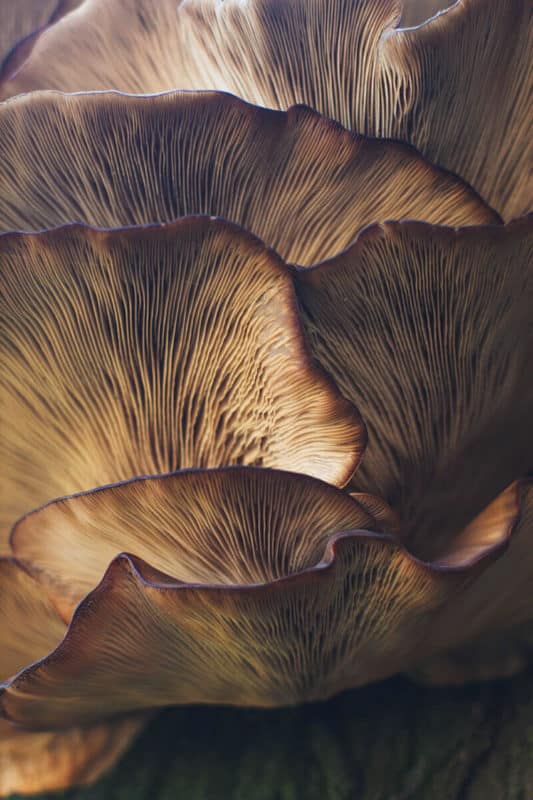 Mushroom texture yellow brown