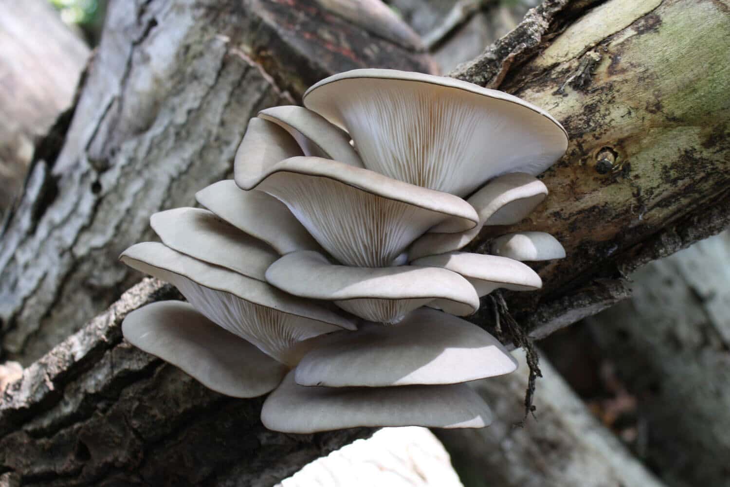 Oyster mushroom Pleurotus ostreatus