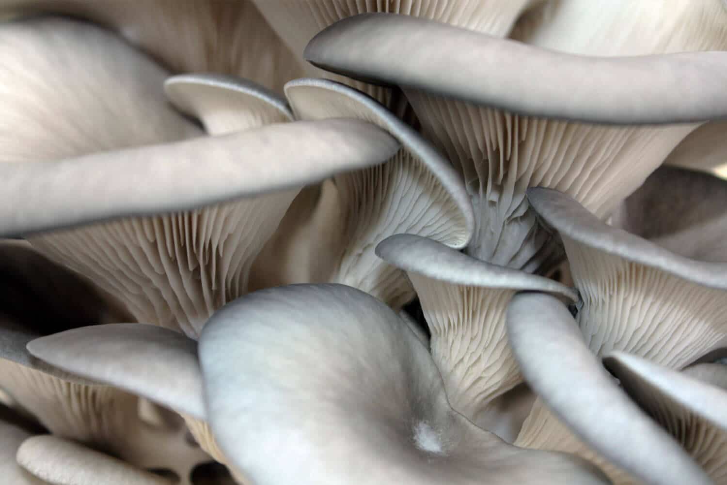 Oyster mushroom Pleurotus ostreatus