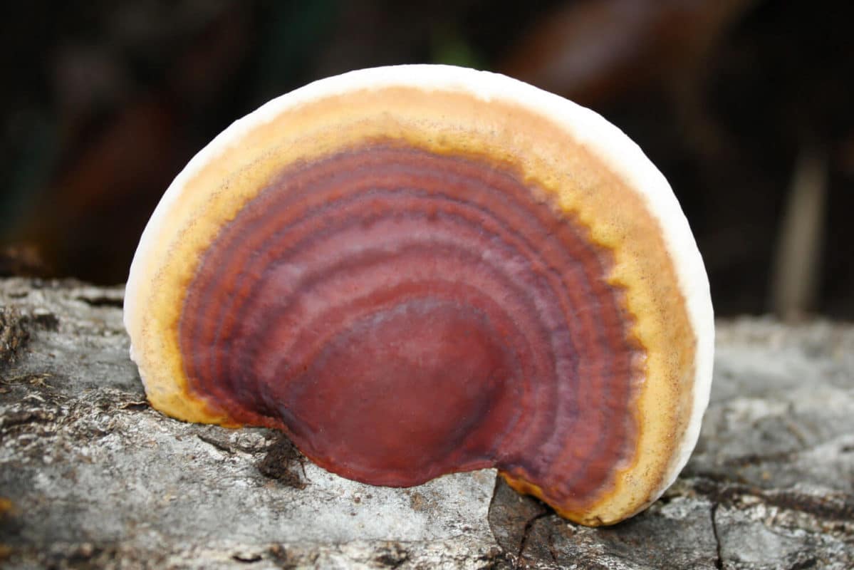 Ganoderma lucidum Reishi mushroom