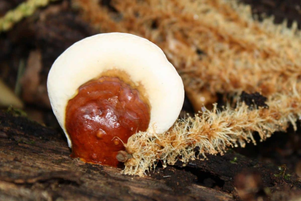 Ganoderma lucidum Reishi mushroom